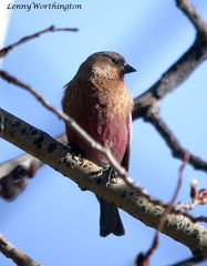 Leucosticte australis