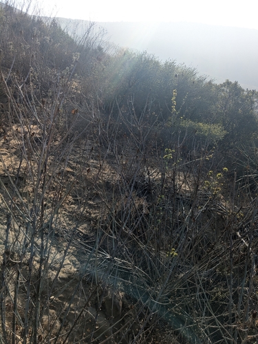 Matillija Poppy winter