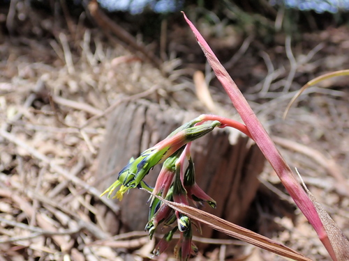 Billbergia nutans