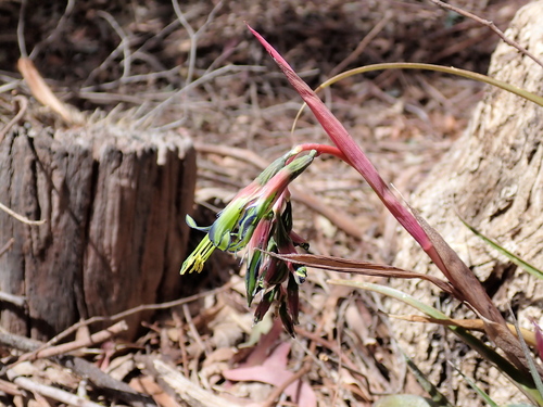 Billbergia nutans