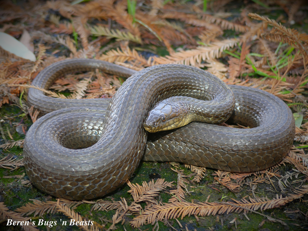Blackbelly Garter Snake