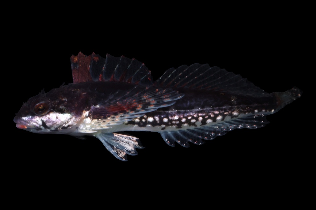 Sharpnose Sculpin