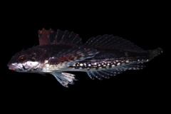 Sharpnose Sculpin photo 1