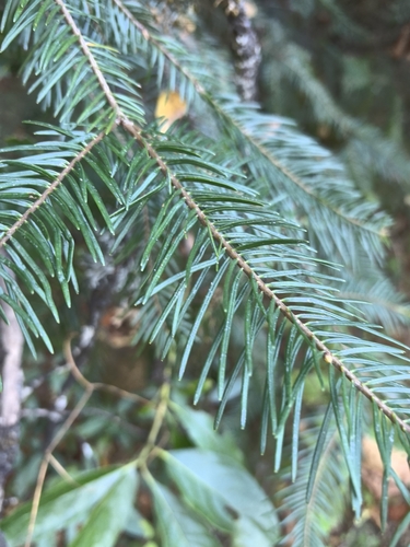Image of Abies durangensis by no rights reserved