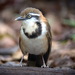 Lesser Necklaced Laughingthrush - Photo (c) Len Worthington, some rights reserved (CC BY-SA), uploaded by Len Worthington