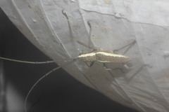 Neoptychodes trilineatus