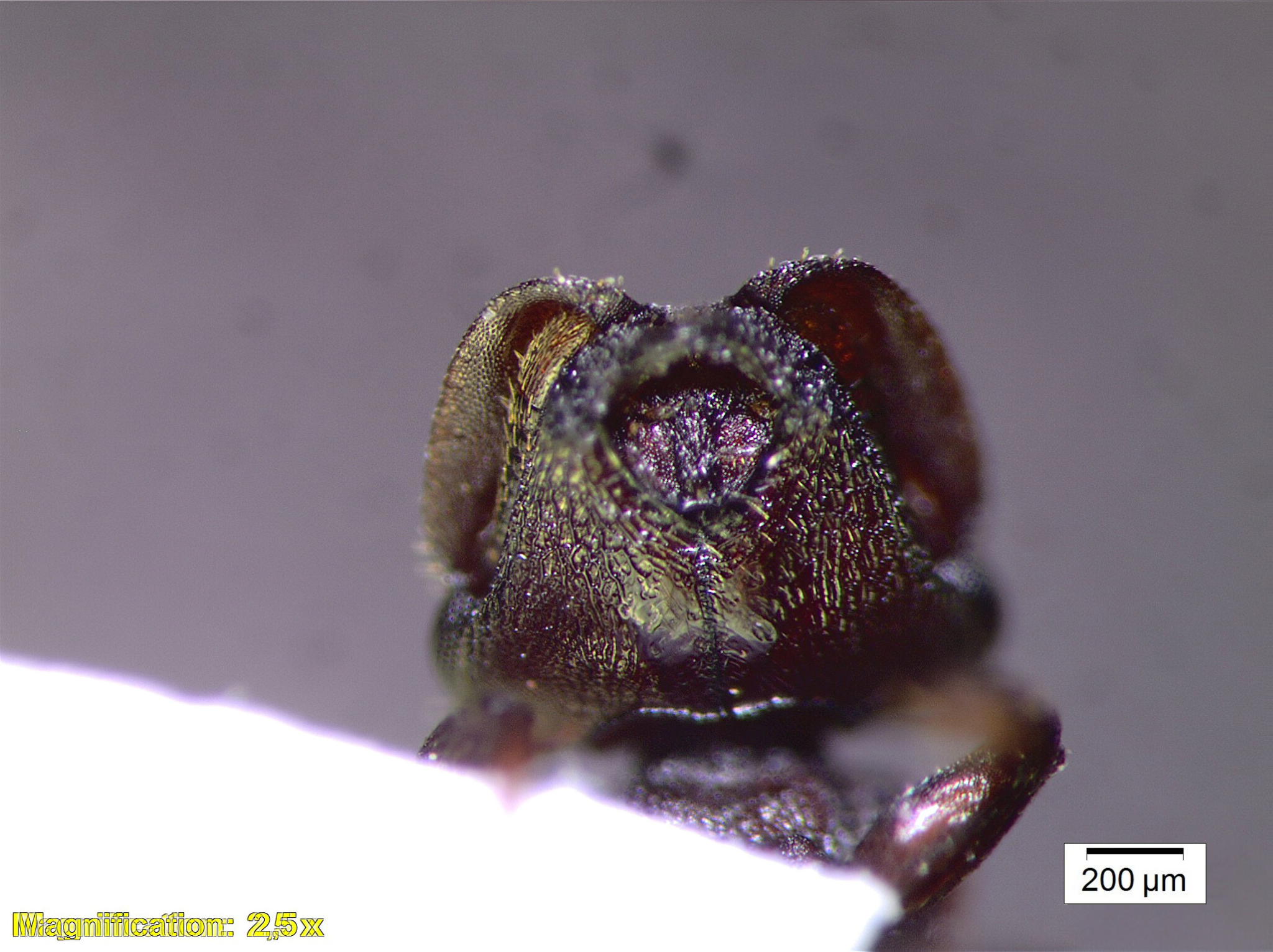 Cephalotes pallidoides