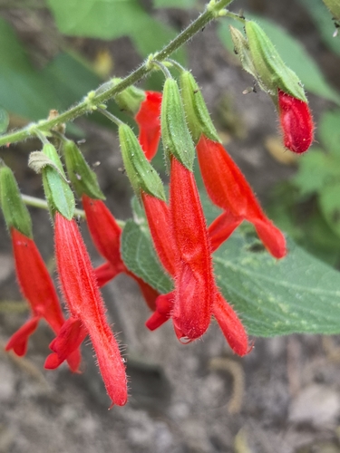 Image of Salvia gesneriiflora by no rights reserved