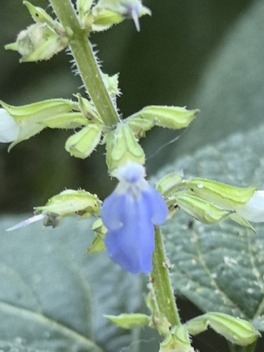 Image of Salvia roscida by no rights reserved