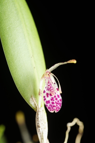Restrepia muscifera, photograph 4