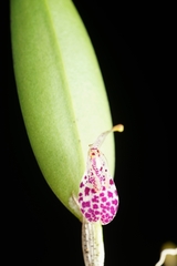 Restrepia muscifera, photograph (c) Daniel Mesa, some rights reserved (CC BY)