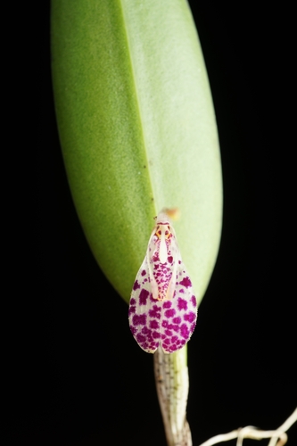 Restrepia muscifera, photograph 6