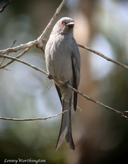 Dicrurus leucophaeus leucogenis
