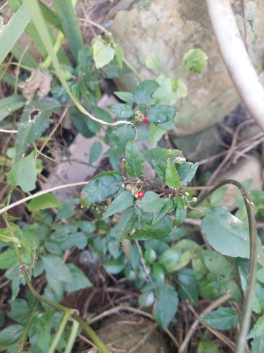 Foto de Mercurio ou erva de carpinteiro