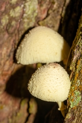 Leucocoprinus birnbaumii image