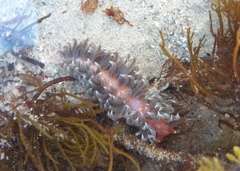 Spurilla braziliana