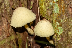 Leucocoprinus birnbaumii image