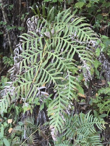 Image of Woodwardia spinulosa by no rights reserved