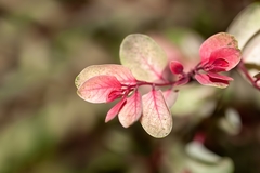 Loropetalum chinense