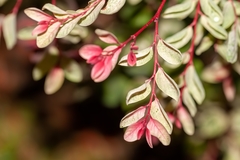 Loropetalum chinense
