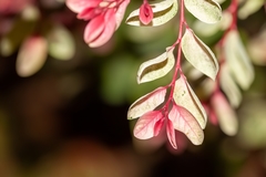 Loropetalum chinense