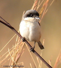Lanius collurioides