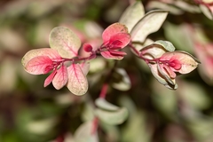 Loropetalum chinense
