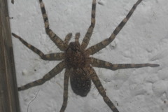 Selenops mexicanus