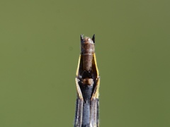 Phanogomphus descriptus