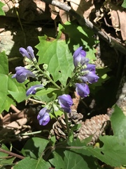 Scutellaria integrifolia