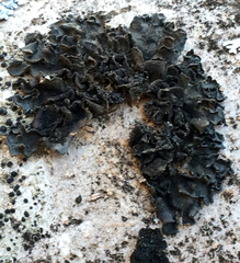 Collema nigrescens