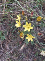 Triteleia ixioides ixioides