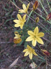 Triteleia ixioides ixioides