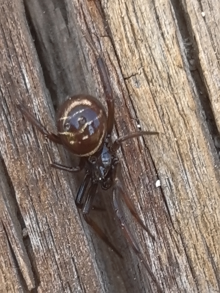 Steatoda saltensis