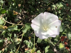 Calystegia macrostegia macrostegia