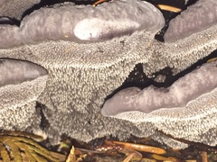 Hydnellum regium