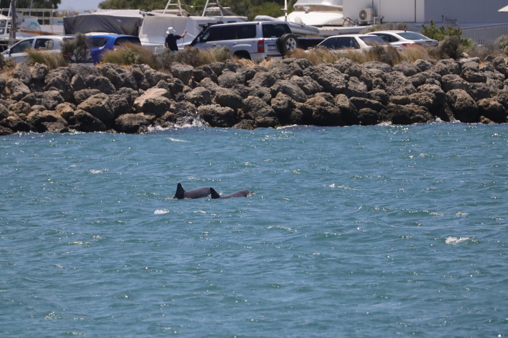 Tursiops aduncus<br>17 March, 2025