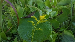 Solidago pinetorum