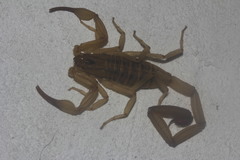 Centruroides elegans