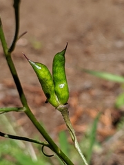 Delphinium glareosum