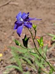 Delphinium glareosum