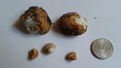 Leucogaster rubescens