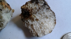 Leucogaster rubescens