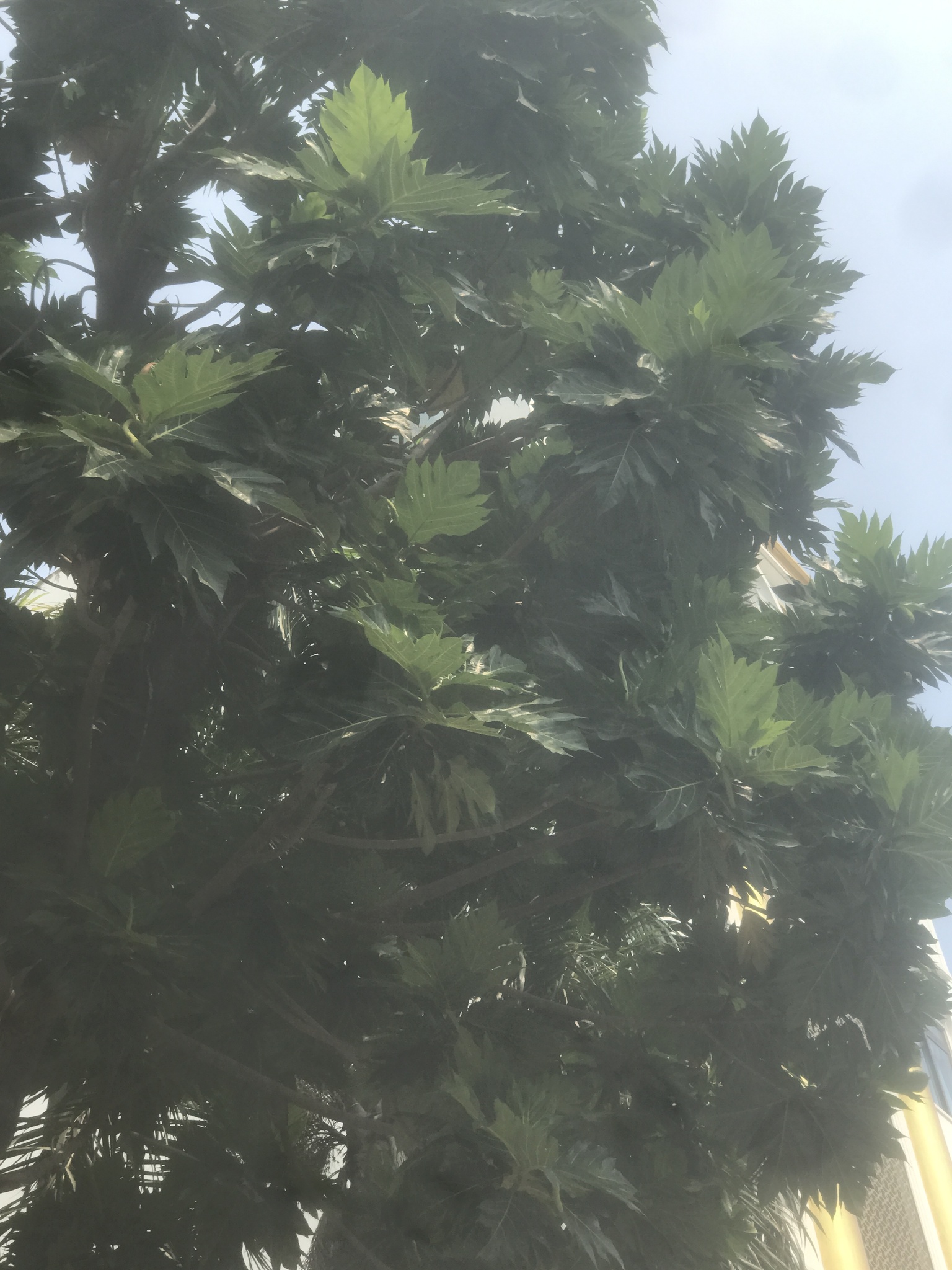 Imagem de Fruta-pão