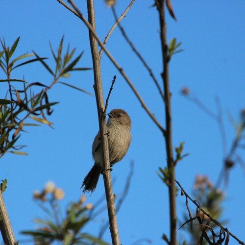 iNaturalist observation photo of Bushtit