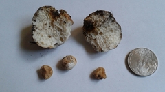 Leucogaster rubescens