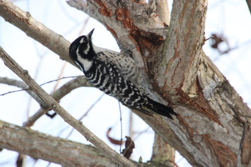 iNaturalist observation photo of Nuttall's Woodpecker