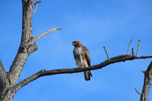 iNaturalist observation photo of Red-tailed Hawk