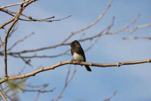 iNaturalist observation photo of Black Phoebe
