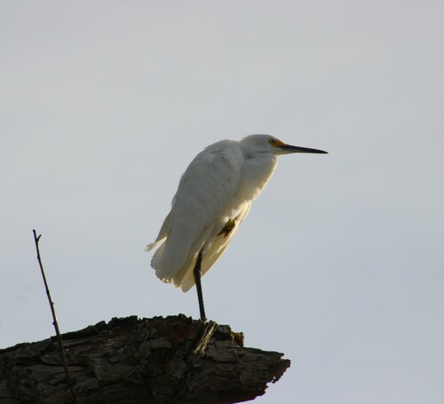 iNaturalist observation photo of Snowy Egret